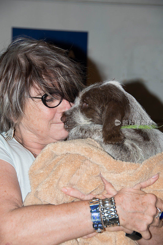 小狗之吻来自8周大的Spinone Italiano